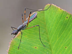 Micropeza corrigiolata (Linnaeus 1767) resmi