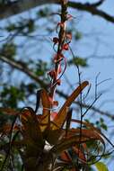 Imagem de Tillandsia belloensis W. Weber