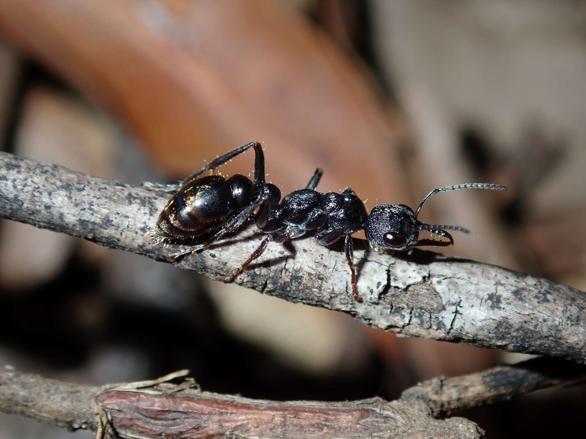 Image of Myrmecia queenslandica Forel 1915