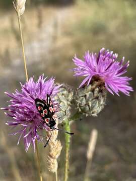 Plancia ëd Zygaena occitanica Villers 1789