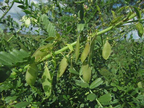 Image of Lessertia benguellensis Baker fil.