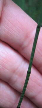 Image of variegated horsetail