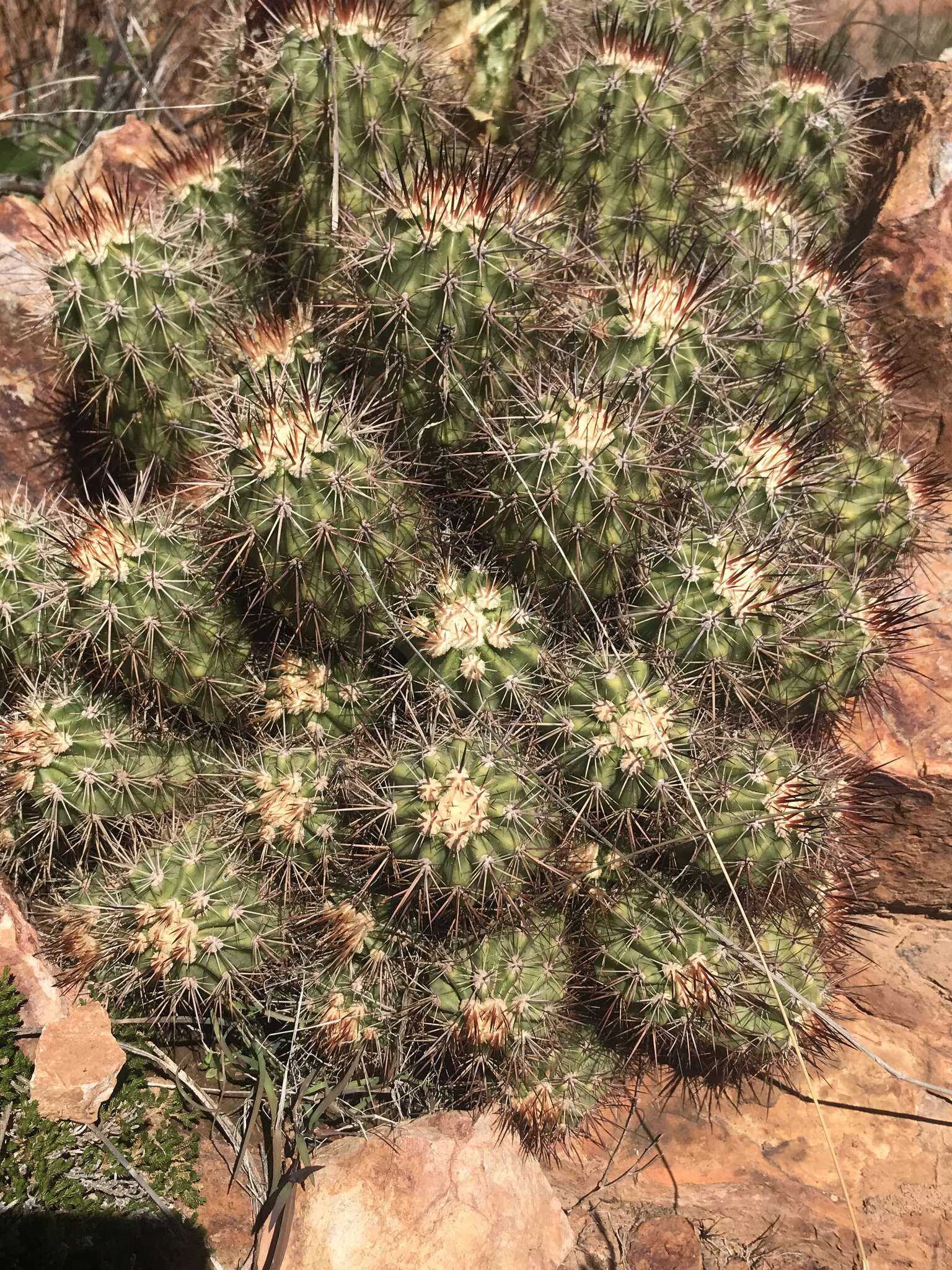 Image of Echinocereus pacificus (Engelm. ex Orcutt) Britton & Rose