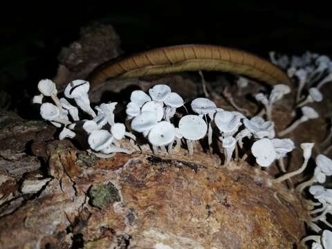 Gymnopus montagnei (Berk.) Redhead 2014 resmi