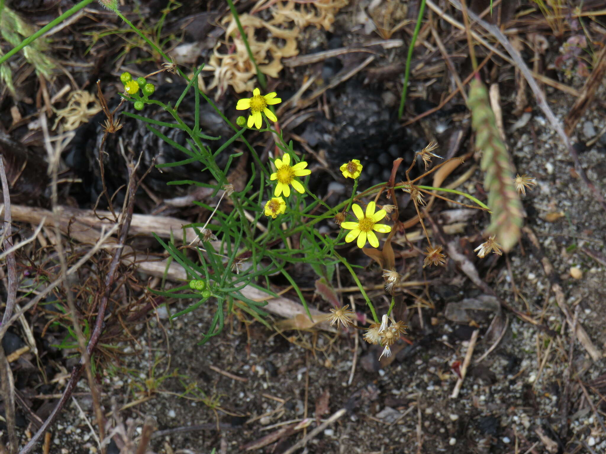 Image of Senecio burchellii DC.