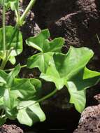 Image of Pelargonium tongaense P. Vorster