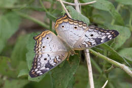 Слика од Anartia jatrophae luteipicta Fruhstorfer 1907