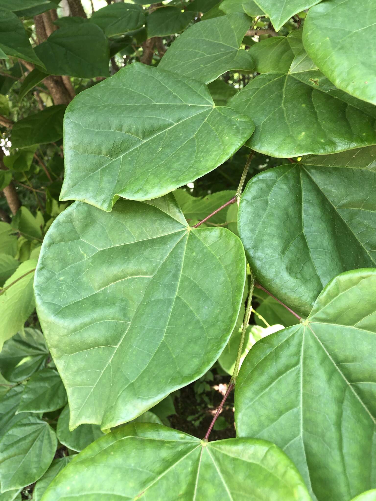 Imagem de Cercis chinensis Bunge