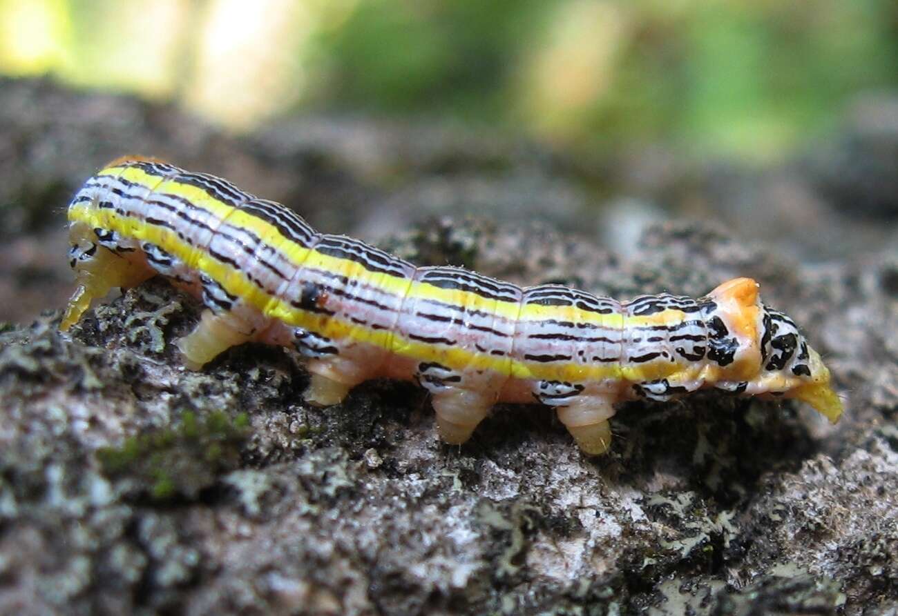 Image of Orange-humped Mapleworm