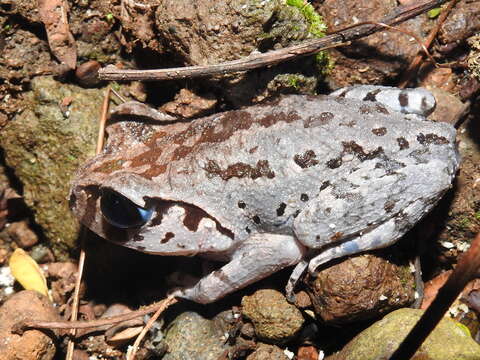 Image of Hasselt's Litter Frog