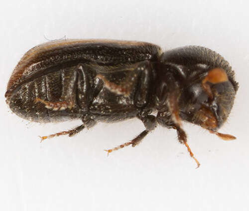 Image of European hardwood ambrosia beetle