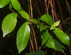 Imagem de Geniostoma rupestre var. ligustrifolium (Cunn.) B. J. Conn