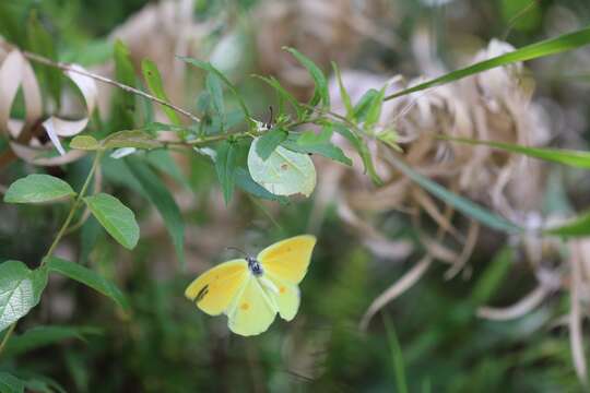 Image of Gonepteryx amintha formosana