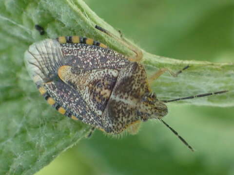 Image of African cluster bug