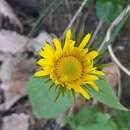 Image of Doronicum plantagineum subsp. atlanticum (Rouy) Greuter