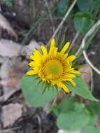 Слика од Doronicum plantagineum subsp. atlanticum (Rouy) Greuter