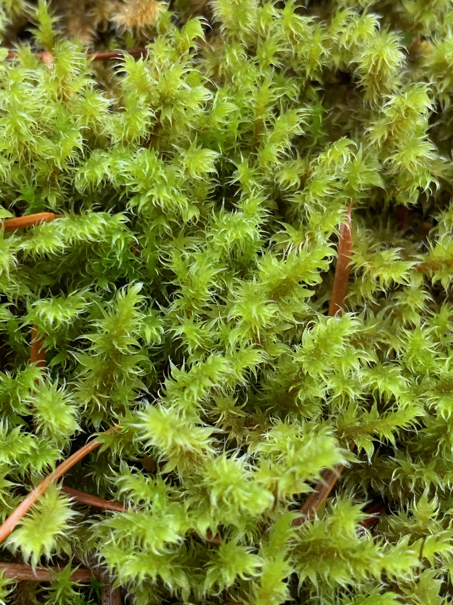 Plancia ëd Racomitrium elongatum Ehrhart ex Frisvoll 1983