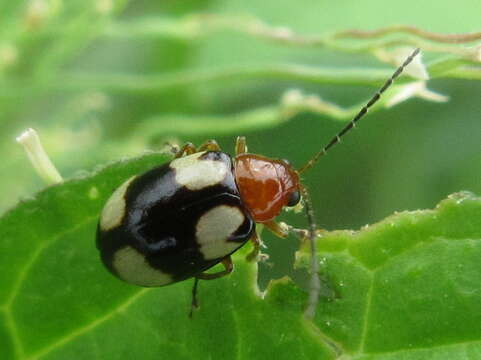 Image of <i>Monolepta signata</i>