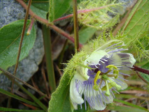 Image of Passiflora clathrata Mast.