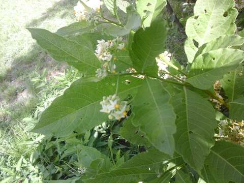 Image of Solanum argentinum Bitter & Lillo