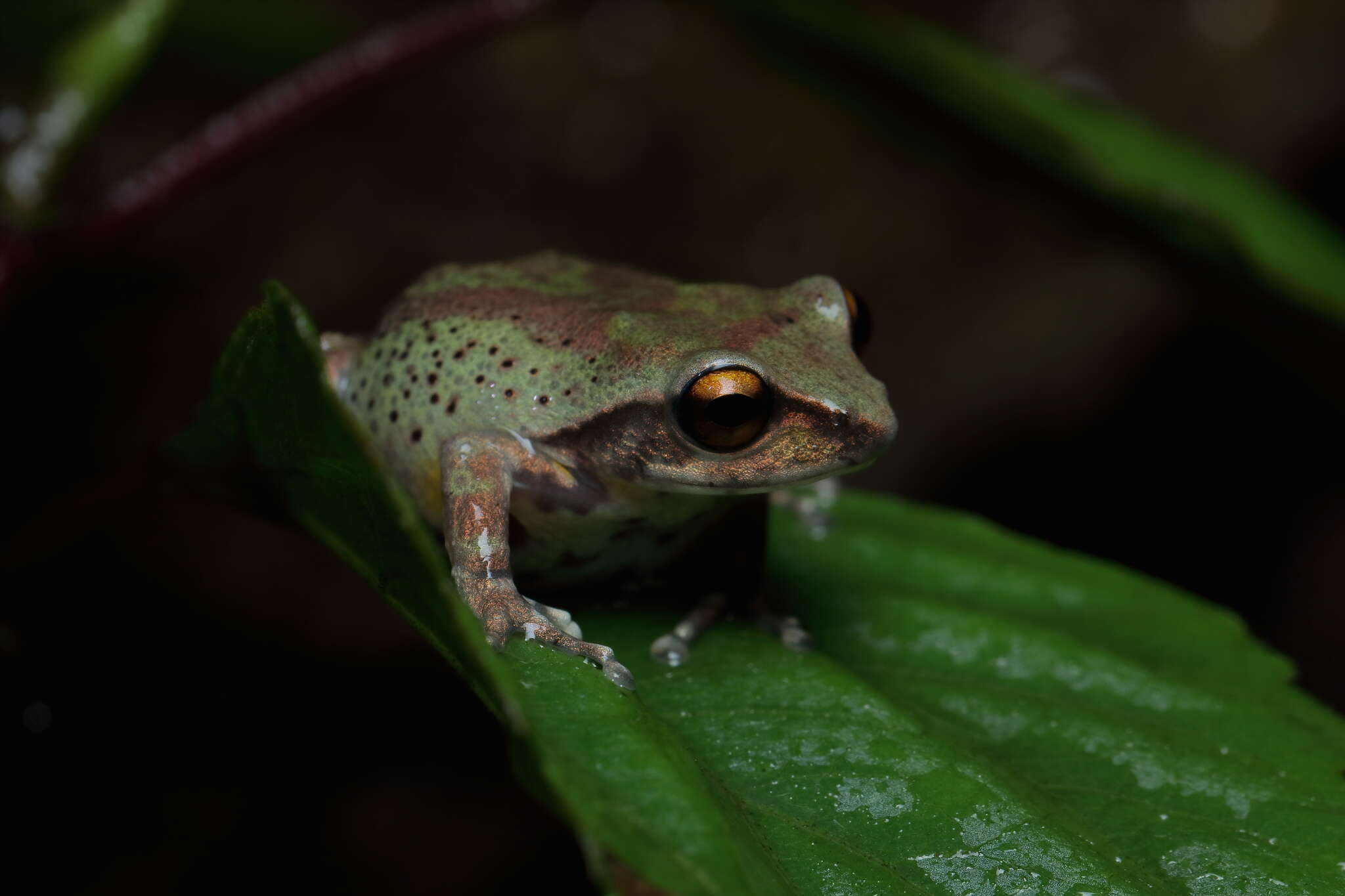 Image of Koadaikanal Bush Frog