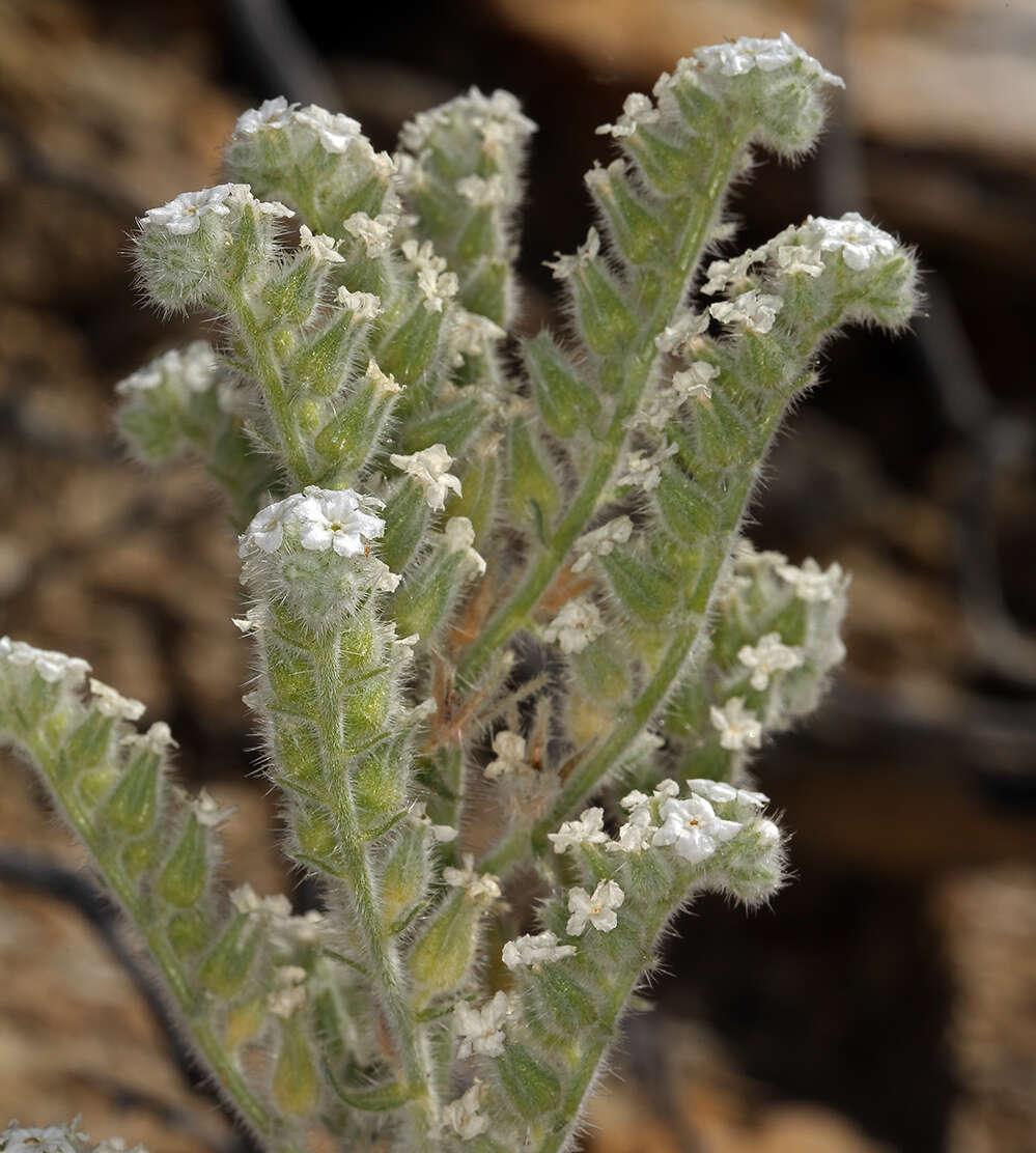 Sivun Oreocarya hoffmannii (I. M. Johnst.) Abrams kuva