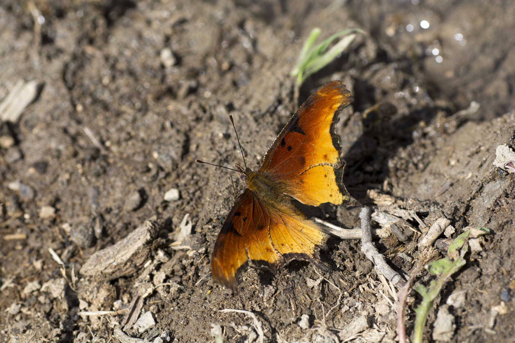 Слика од Polygonia haroldi Dewitz 1877