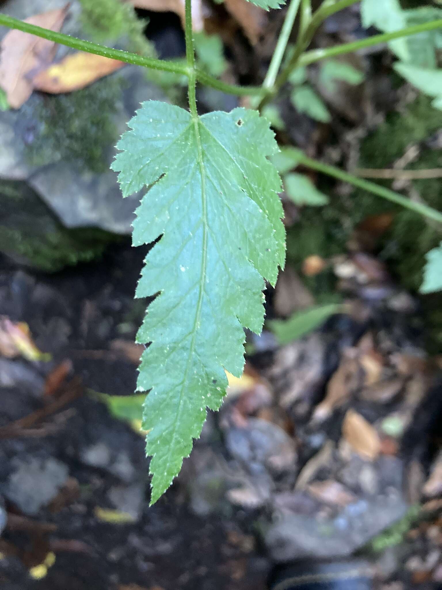 Слика од Daucus elegans (Webb ex Bolle) Spalik, Banasiak & Reduron