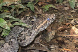 Protobothrops sieversorum (Ziegler, Herrmann, David, Orlov & Pauwels 2000) resmi