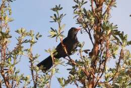 Image of Great Thrush