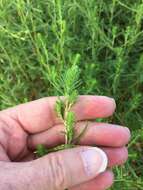 Image of narrowleaf marsh elder