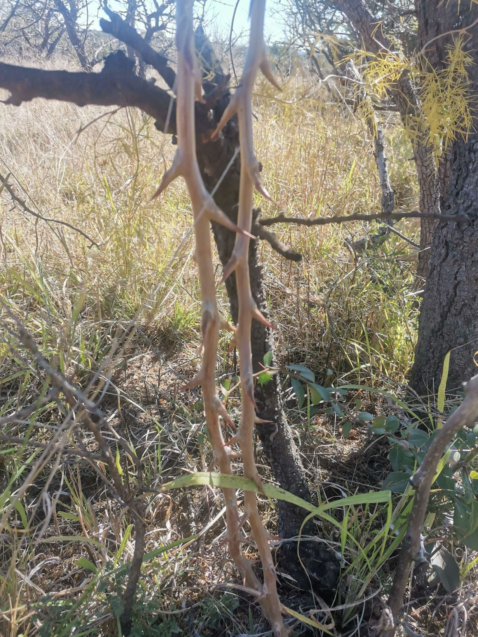 Image of Asparagus buchananii Baker