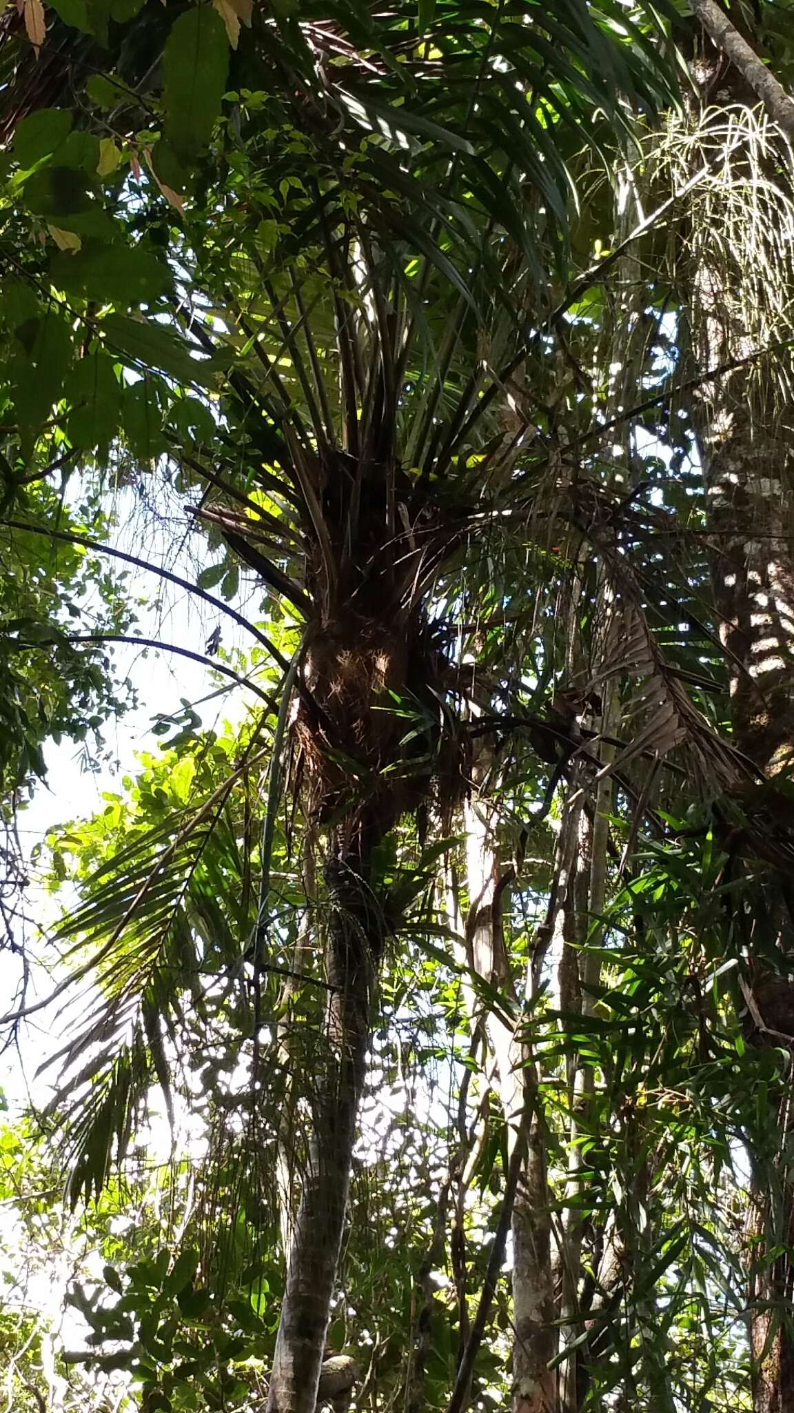 Image of Dypsis fibrosa (C. H. Wright) Beentje & J. Dransf.