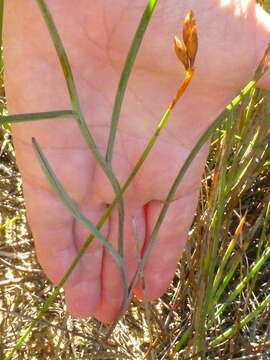 Image of Othonna lineariifolia (DC.) Sch. Bip.