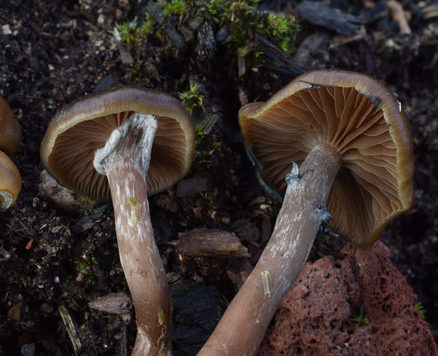 Image de Psilocybe stuntzii Guzmán & J. Ott 1977