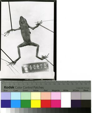 Image of <i>Dendrophryniscus brevipollicatus</i> Jiménez de la Espada 1870