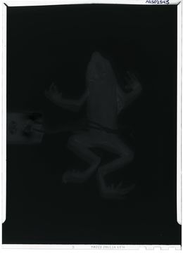 Image of <i>Dendrophryniscus brevipollicatus</i> Jiménez de la Espada 1870