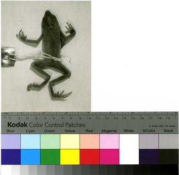 Image of <i>Dendrophryniscus brevipollicatus</i> Jiménez de la Espada 1870