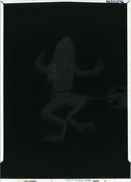 Image of <i>Dendrophryniscus brevipollicatus</i> Jiménez de la Espada 1870