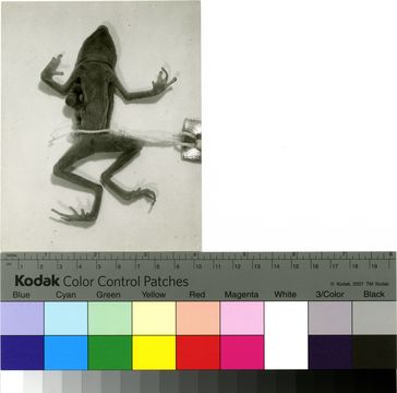 Image of <i>Dendrophryniscus brevipollicatus</i> Jiménez de la Espada 1870