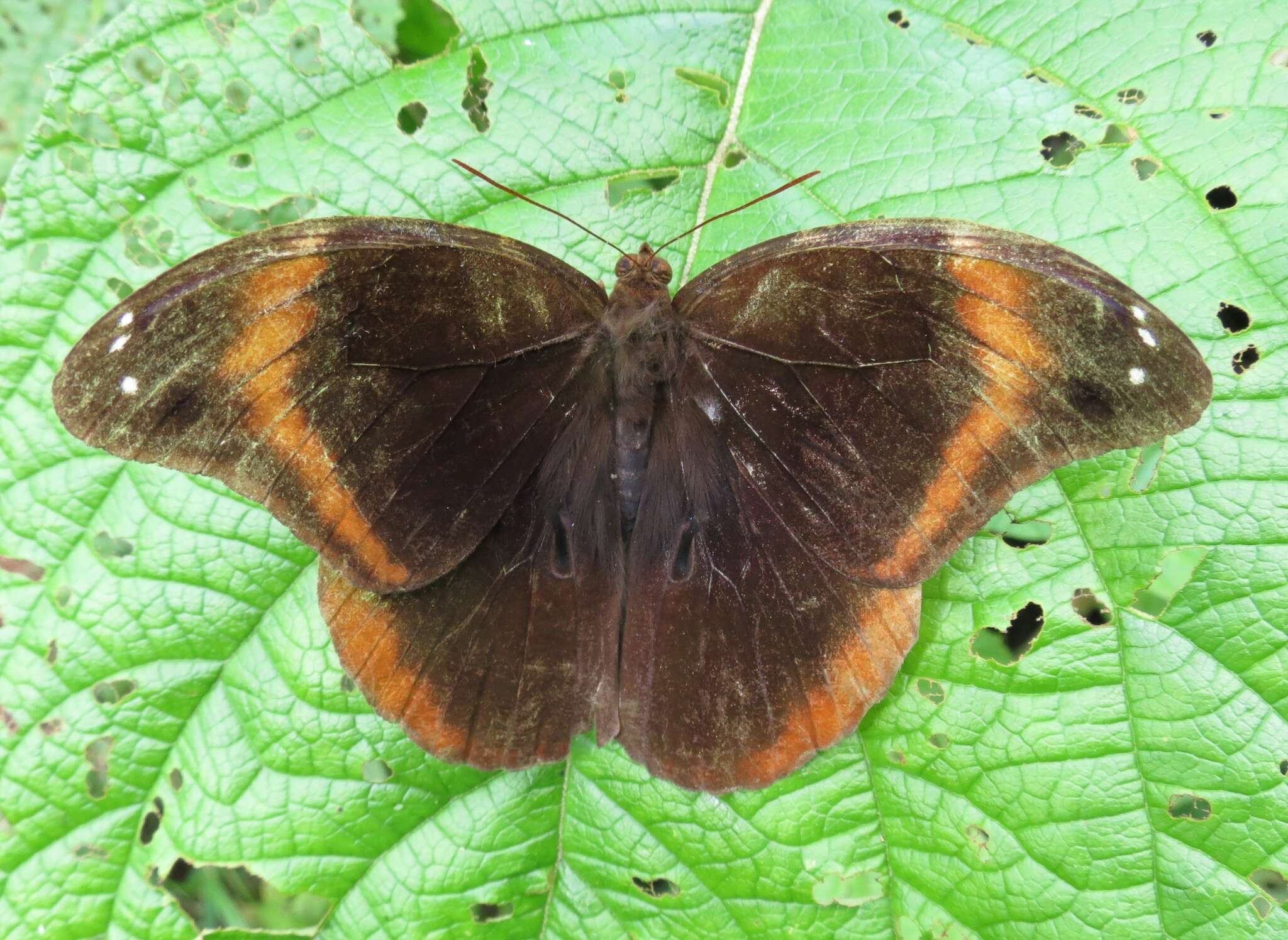 Image of Catoblepia orgetorix Hewitson 1870