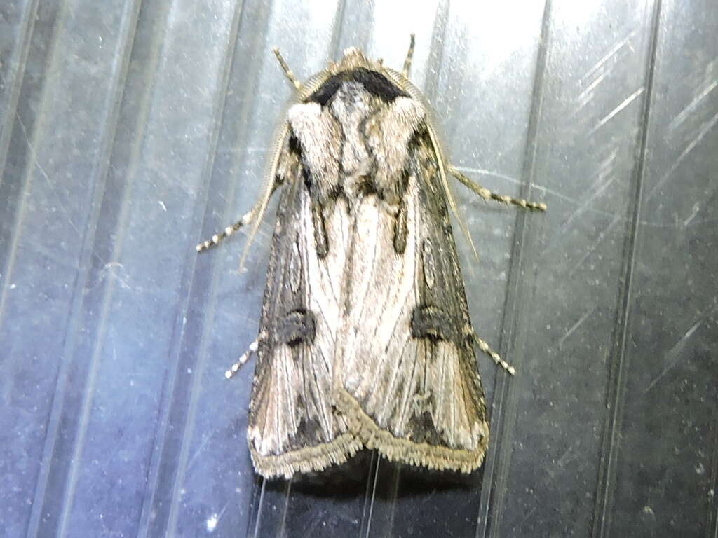 صورة Agrotis venerabilis Walker 1856