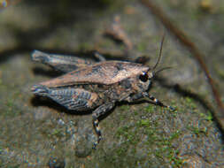 Image of Phloeonotus humilis (Gerstaecker 1869)