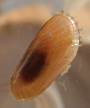 Image of Atlantic Awning Clam