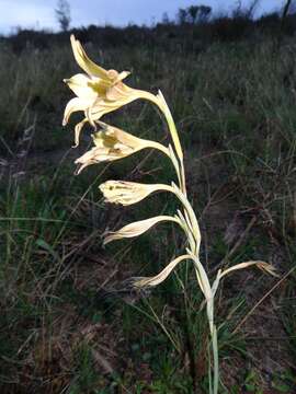 Imagem de Gladiolus longicollis subsp. longicollis