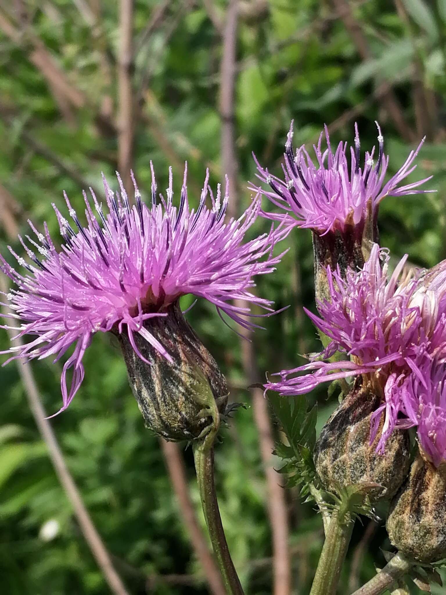 Plancia ëd Serratula coronata L.