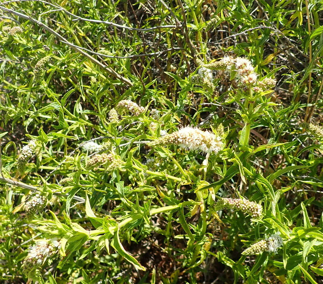 Image of Mentha longifolia subsp. capensis (Thunb.) Briq.