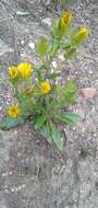 Image of Berkheya carlinoides (Vahl) Willd.