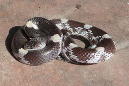 Image of Barred Wolf Snake