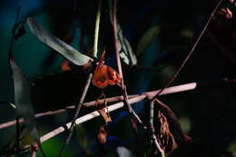 Image of Pacific Mangrove Buckeye